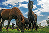 Коњи на Крчединској ади (Фото: Жељко Синобад)